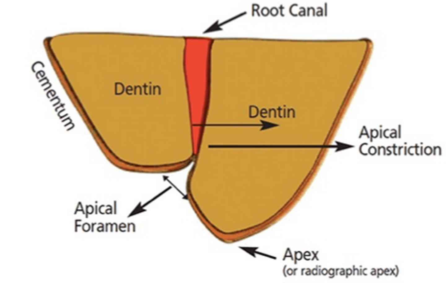 <p>what does the apex locator pick up on?</p>