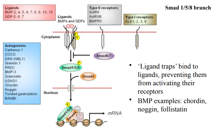 <ul><li><p>Control of BMP signalling is operated through inhibition. Unlike some signalling pathways that are primarily regulated by activation, BMP signalling is extensively controlled at multiple levels, particularly through various inhibitory mechanisms.</p></li><li><p>Ligands (BMPs and GDFs), Type II receptors and Type I receptors.</p></li><li><p>BMP/GDF ligands bind to Type II receptors, which then activates Type I receptors (phosphorylation). Activated Type I receptors then phosphorylate <strong>Smad1/5/8</strong> which partner with <strong>Smad4</strong>. This Smad complex translocates to the nucleus.</p></li><li><p>In the nucleus, the Smad1/5/8/4 complex acts as a transcription factor, often associating with other TFs and co-activators/co-repressors, to regulate the transcription of target genes (mRNA).</p></li><li><p><strong>Ligand antagonists (ligand traps)</strong>.</p></li><li><p><strong>Ligand antagonists (ligand traps): </strong>Secreted proteins that bind directly to BMP ligands in the extracellular space, they preveent the ligands from activating their receptors, “trapping” the ligand.</p></li><li><p>Chordin, Noggin and Follistatin</p></li><li><p>Inhibitory Smads (e.g Smad6/7) are often induced by active BMP signalling, creating a negative feedback loop, intefering with the formation of the receptor-Smad complex, they may also compete with receptor-Smads for binding to Smad4.</p></li></ul><p></p>