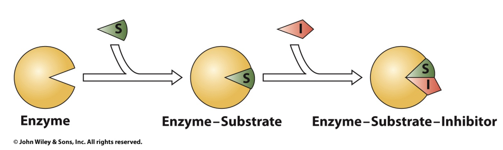 <p>Inhibitor can insert itself into ES complex and cause enzyme to have conformational change, and this will destroy the shape of the active site and thus slow the rate of the reaction</p><ul><li><p>does not compete with substrate! works WITH substrate</p></li><li><p>uncompetitive inhibitors bind to the ES complex</p></li></ul><p></p>