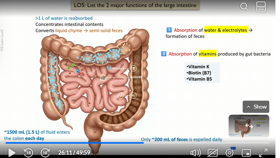 <p>absorption of water and electrolytes ( formation of feces)</p><p></p><p>absorption of vitamins produced by gut bacteria</p>