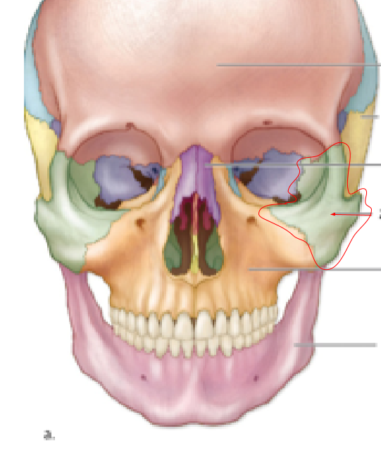 <p>Name the bone:</p>