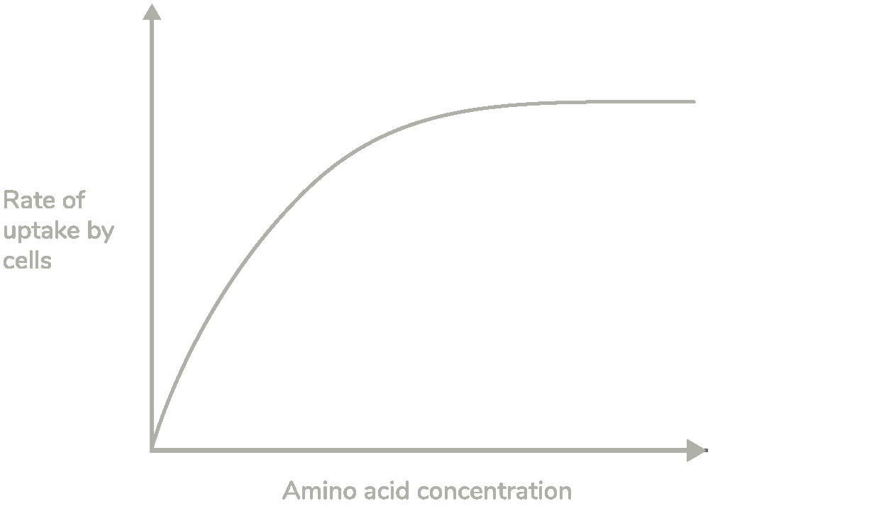 <p>A scientist investigated the rate of absorption at different amino acid concentrations by cells lining the small intestine.</p><p>Use your knowledge of membrane transport to describe and explain the shape of the curve shown above. (4 marks)</p>