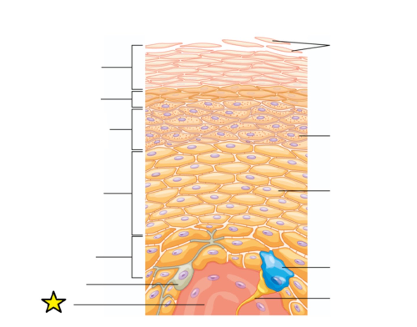 <p>The middle layer of skin. Contains hair follicles, collagen, blood vessels (vascular), nerve endings, glands, sensory receptors, and smooth muscle.</p>
