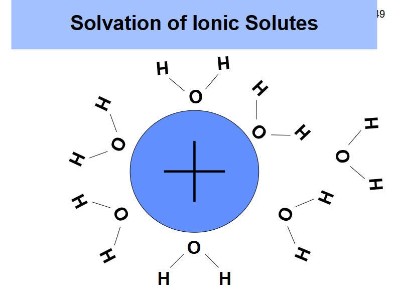 <ul><li><p>Ion-dipole interactions where the oxygen is facing the positive charge and and the hydrogens are facing out </p></li></ul><p></p>