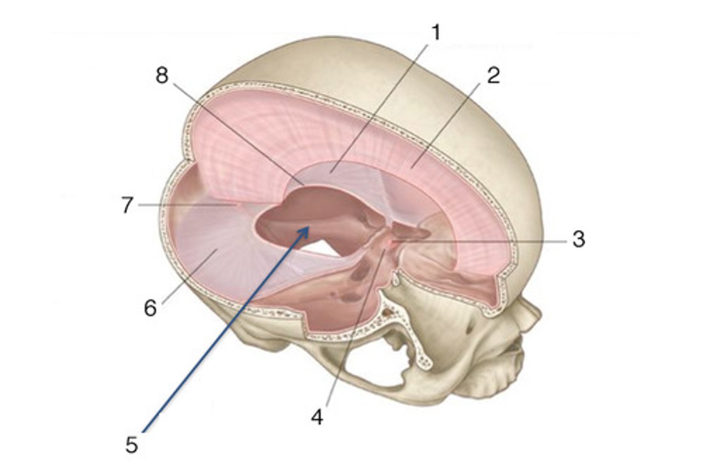 <p>- anterior free edge of tentorium cerebella</p><p>- encircles midbrain</p><p>- allows cerebellum and midbrain to communicate</p>