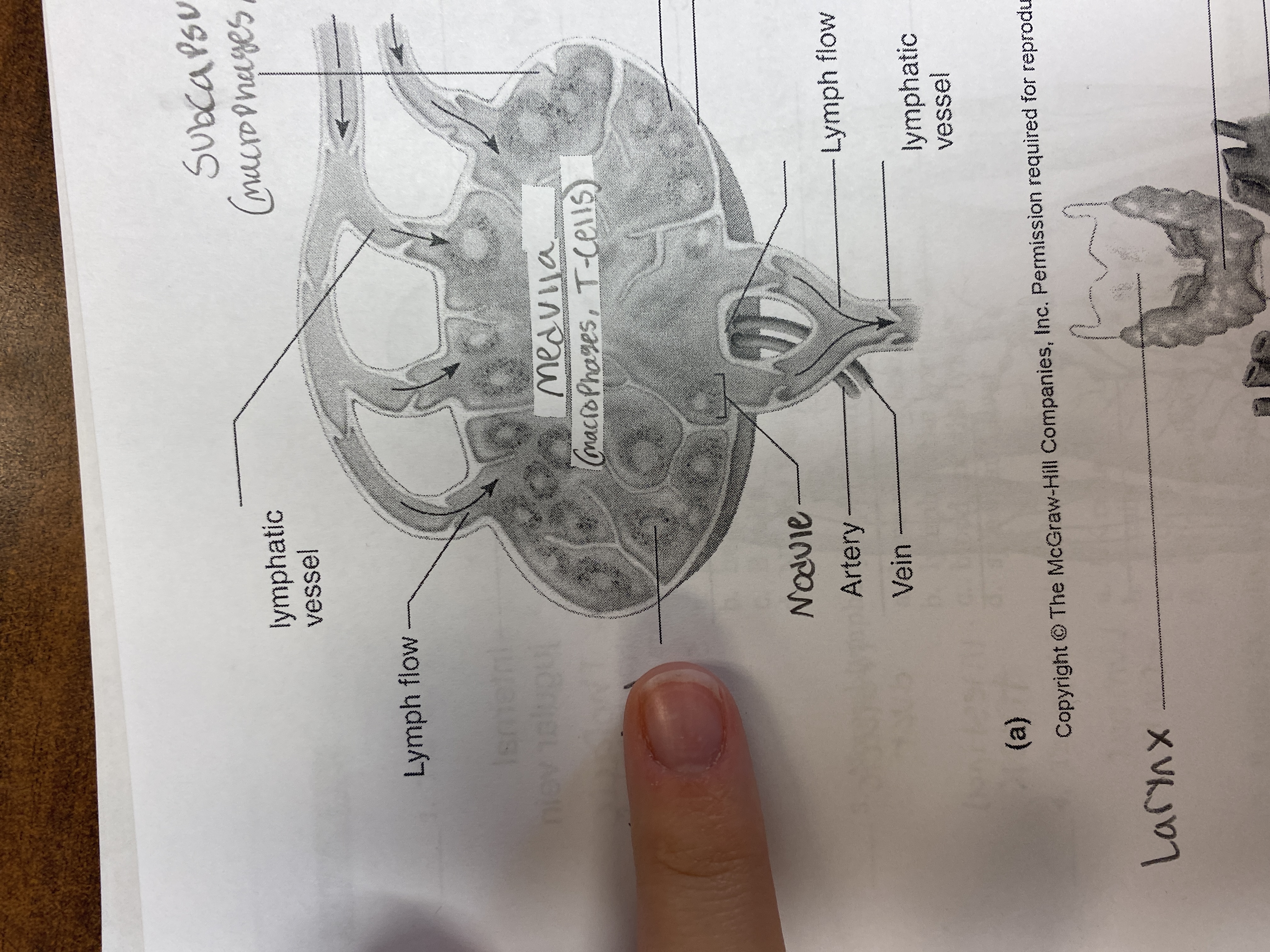 knowt flashcard image