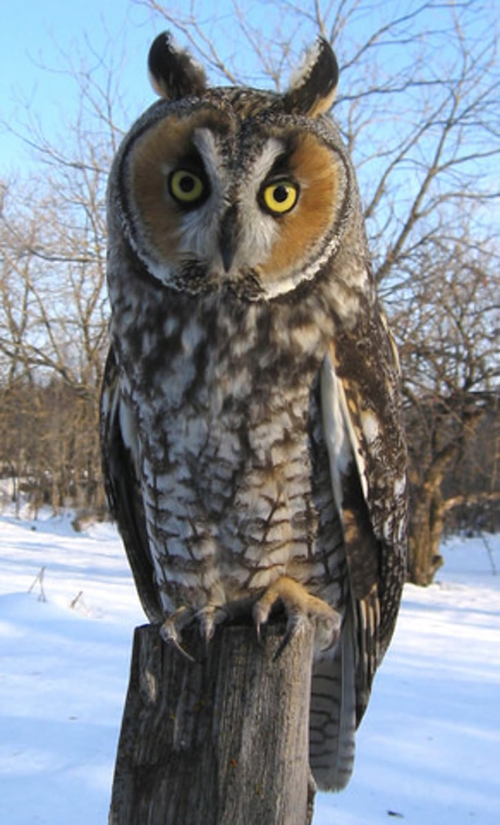 <p>Grasslands, scrub, and open forest</p>