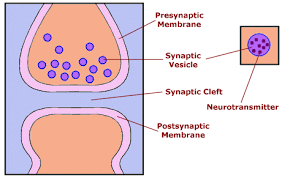 <p>space between neurons</p>