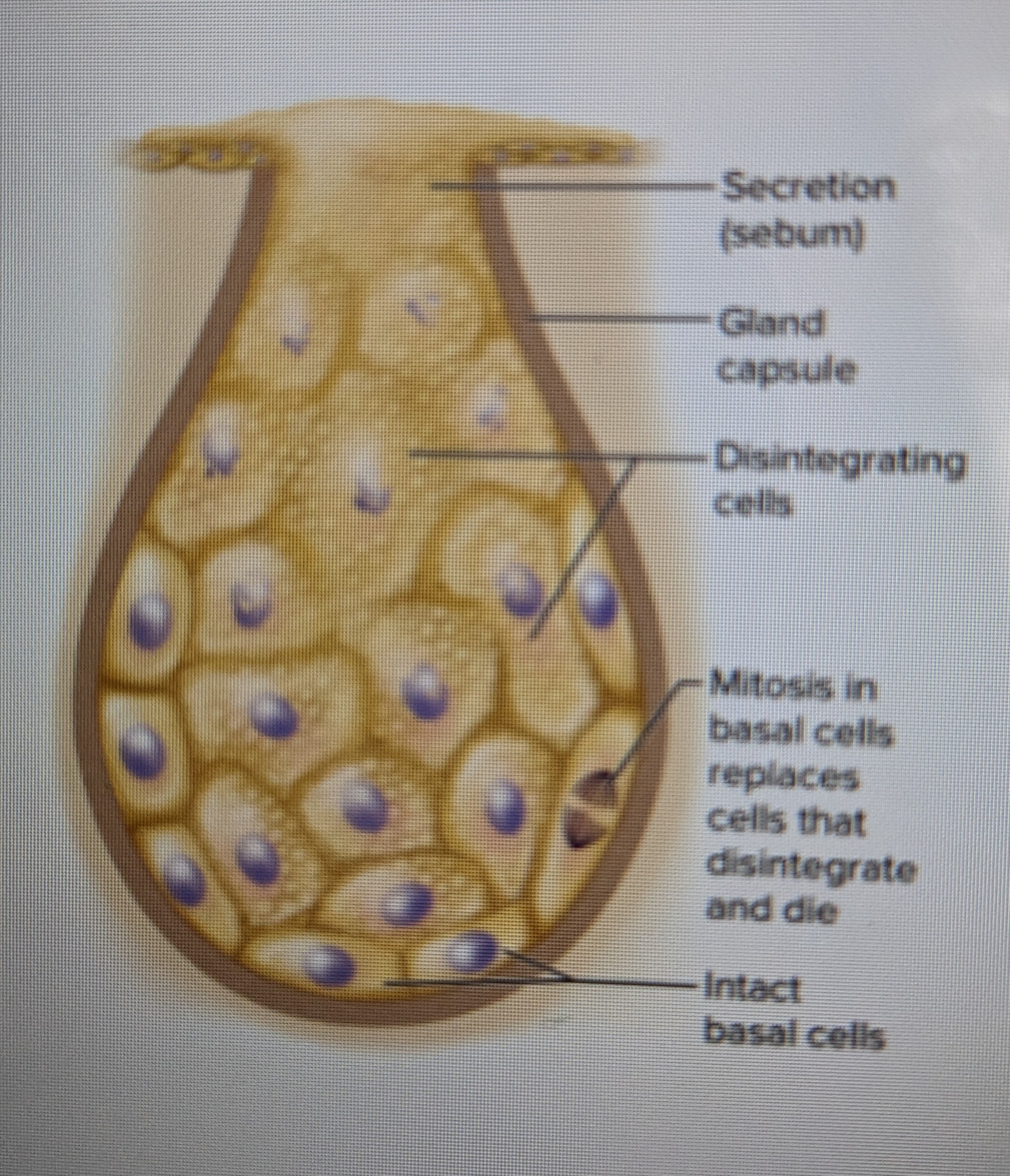 cells accumulate a product until they disintegrate 

* cells will self destruct (autolysis) and those pieces are the secretions 
* secrete mixture of cell fragments and synthesized substances 
* ex: oil glands of scalp and skin, glands of eyelids 