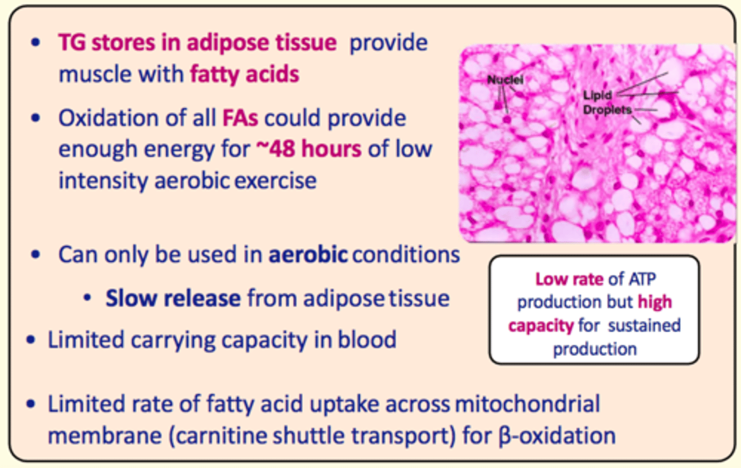 <p>Triacylglycerol stores in adipose tissue provide the muscle with fatty acids </p>