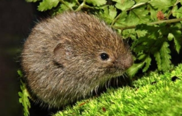 <p>Synaptomys cooperi</p>