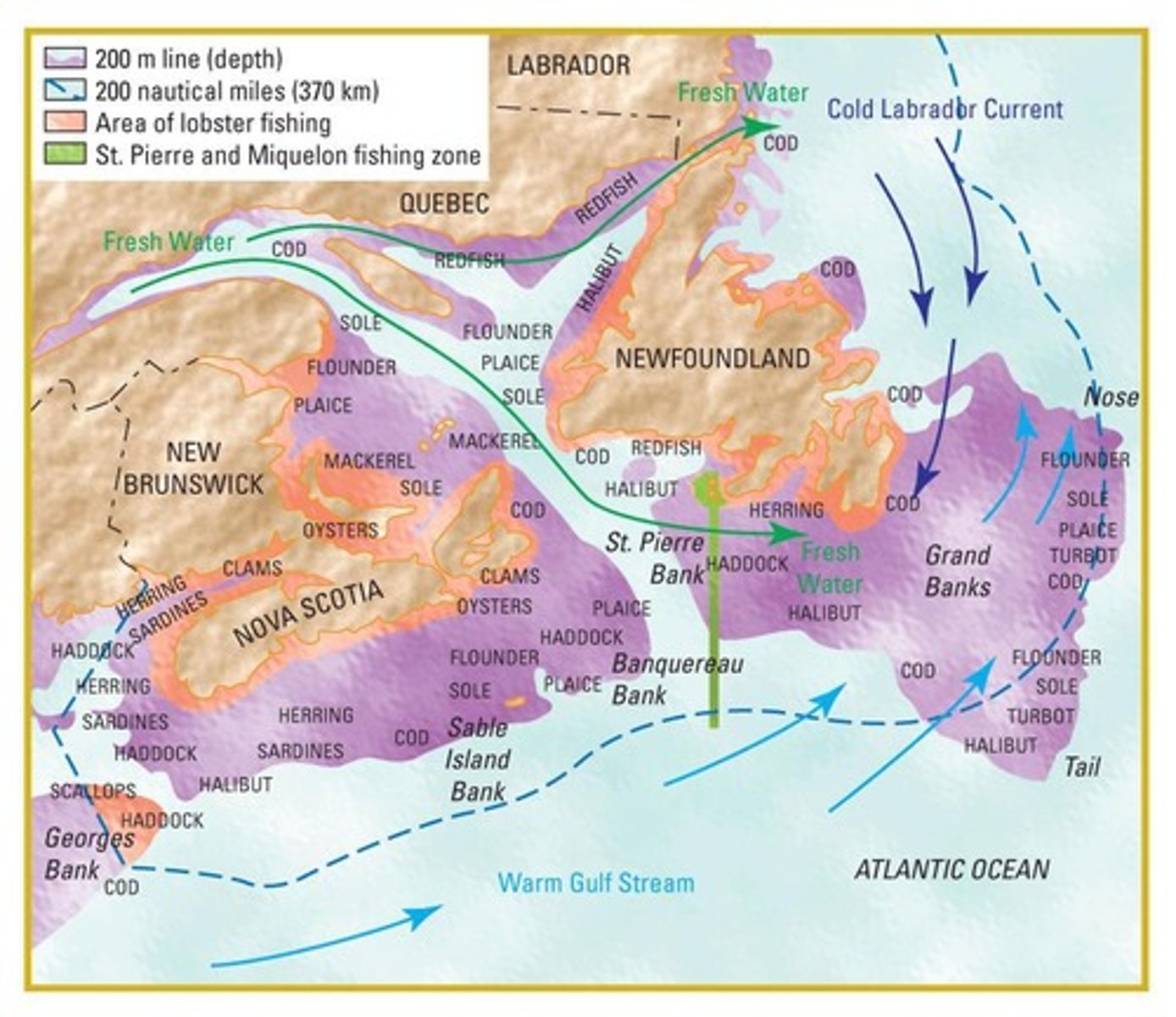 <p>The Grand Banks were historically one of the richest fishing grounds, heavily fished for cod and other species.</p>