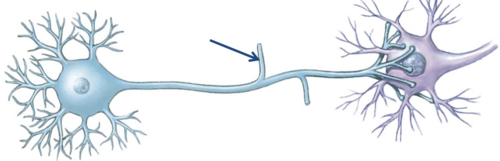 Side branches of the axon