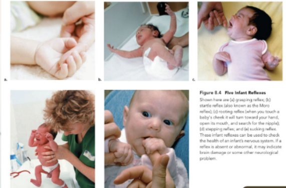 <p>grasping reflect, startle reflex, rooting reflex, stepping reflex, sucking reflex</p>