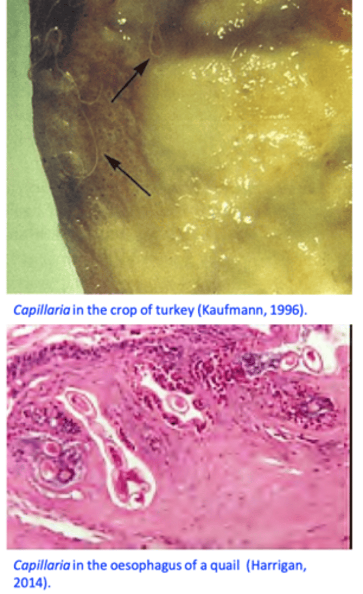 <p>Oesophagus and crop: Capillaria annulata, Capillaria contorta</p><p>Heavy infections: inappetence, weakness, emaciation, frequent swallowing attempts, death </p><p>Marked thickening of the mucosa, diphtheric membranes, sloughing of the mucosa, food may accumulate in the crop etc;</p>