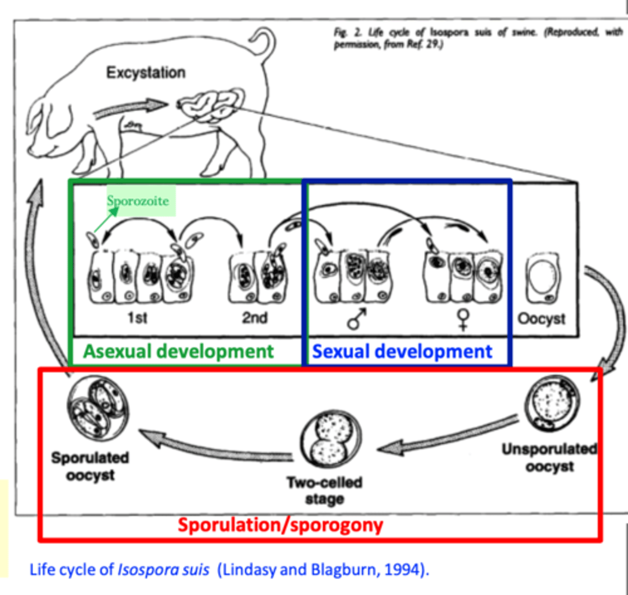 <p>• Oocysts excyst in the small intestine  sporozoites are released and invade the epithelial cells;</p><p>• Asexual (merogony) and sexual (gamogony) development occurs in the enterocytes of the</p><p>small intestine</p><p>• Oocysts are shed in the faeces 4-5 days post infection in several peaks (each phase lasts for 2-3 days) for up to 2 weeks</p><p>Short PPT (4-5 days) and short sporulation time (12 h - 2 days);</p>