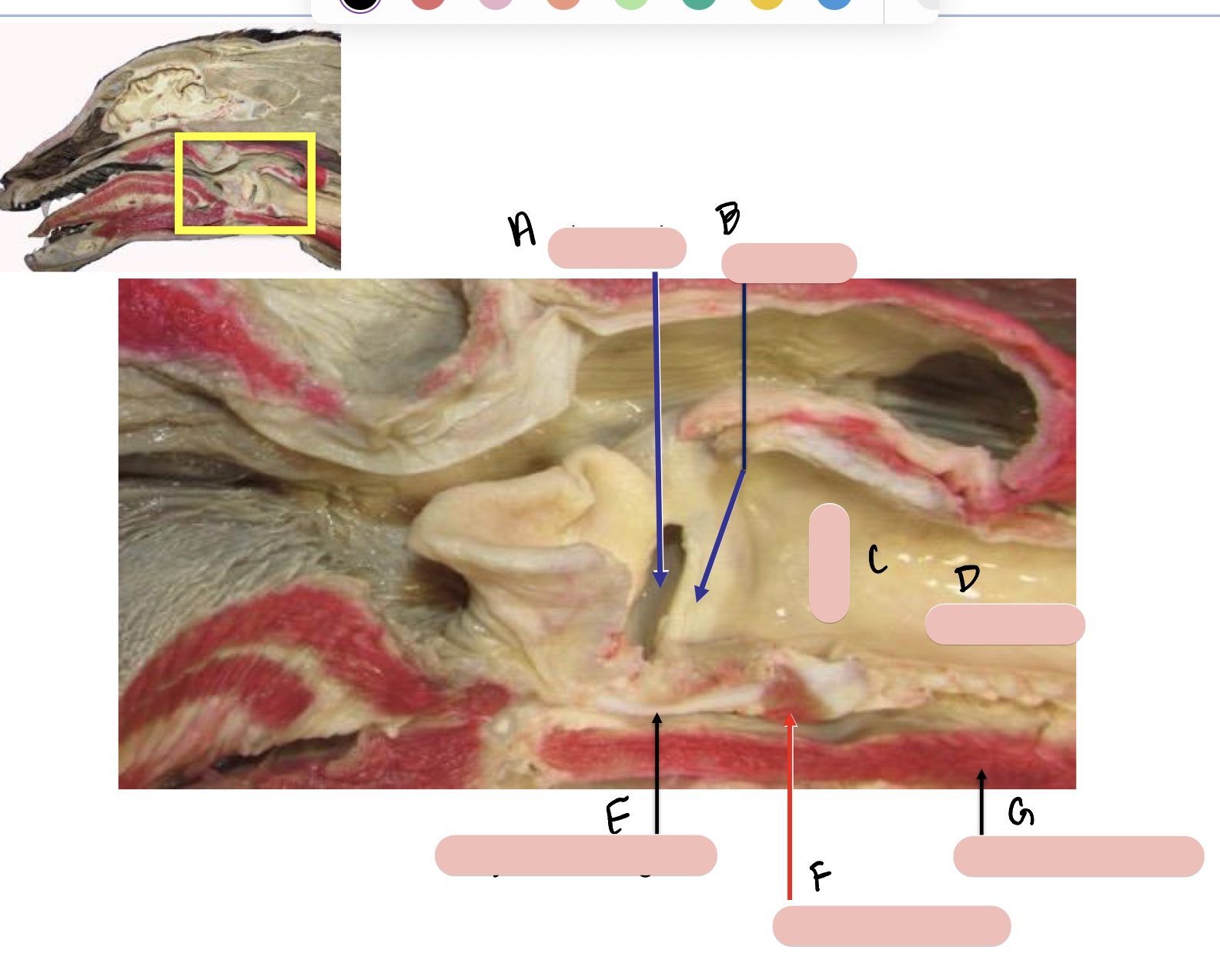 <p>Name the structure(s) indicated by a, b, and c.</p>