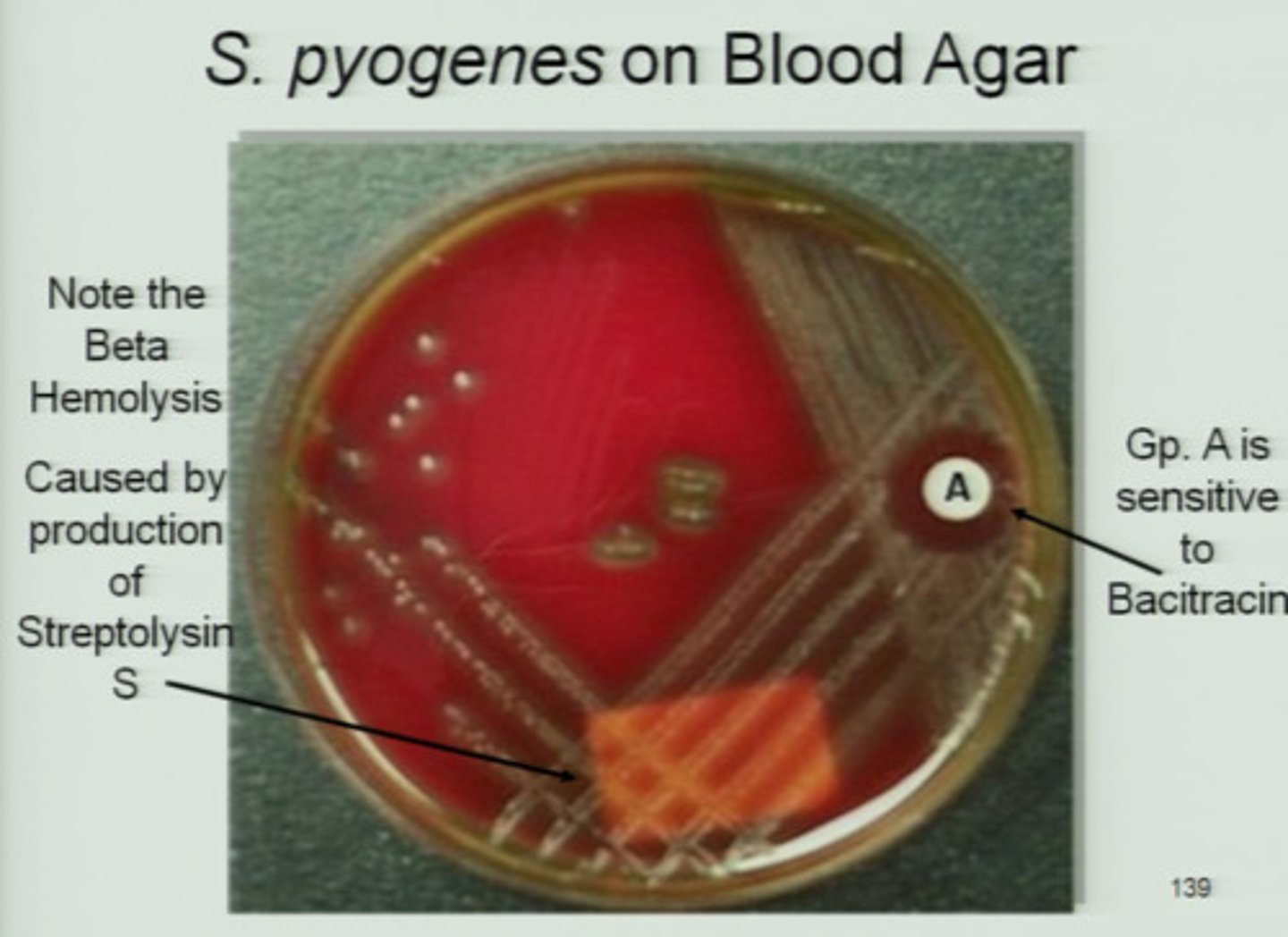 <p>Bacitracin</p>
