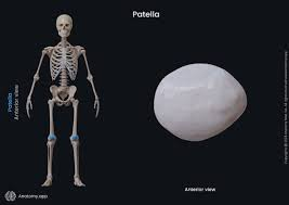 <p>knee cap&nbsp;</p>