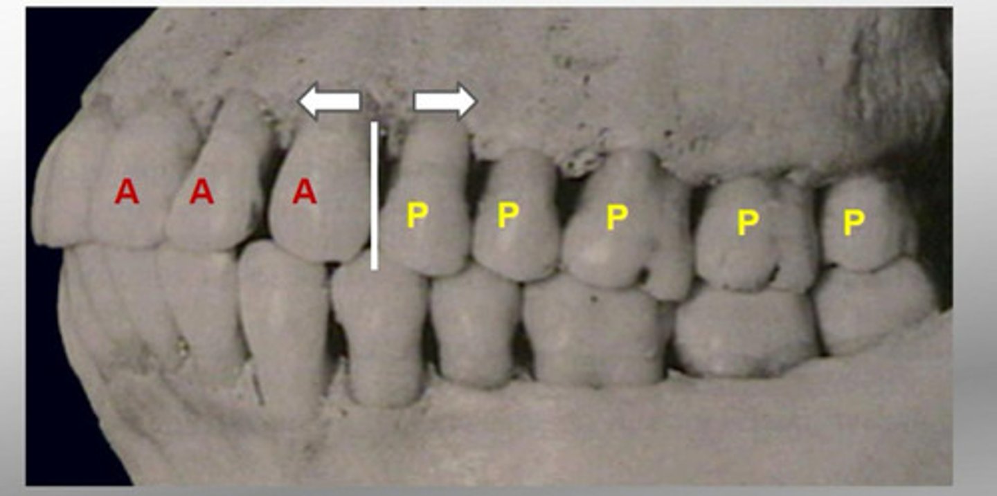 <p>Incisors and canines</p>