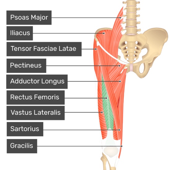 Origin: Anterior inferior iliac spine

Insertion: Patellar tendon to tibial tuberosity

Action: extends thigh