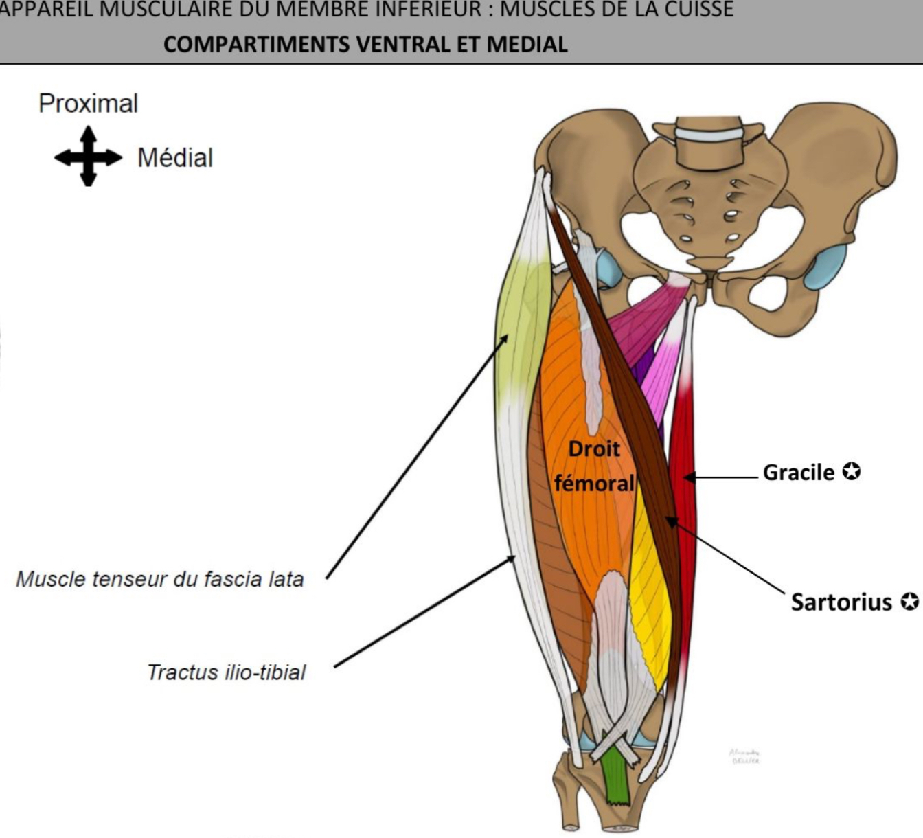 <p>MUSCLE TENSEUR DU FASCIA LATA </p><ul><li><p>partie + proximale &amp; latérale du membre inférieur </p></li><li><p>en continuité avec tractus ilio-tibial </p></li></ul><p>TRACTUS ILIO-TIBIAL </p><ul><li><p>renforcement latéral du fascia lata </p></li><li><p>se termine sur face antéro-latérale du tibia, sous condyle tibial latéral </p></li></ul><p></p>