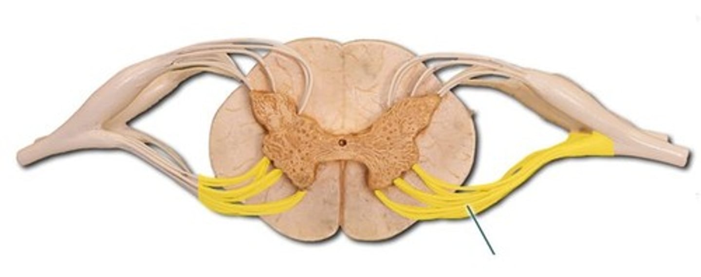 <p>Motor root carrying efferent signals out of spinal cord</p>