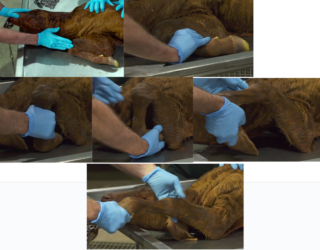 <ol><li><p>Identify the carpus</p></li><li><p>Grab the metacarpus and elevate the carpus</p></li><li><p>Get hand to cover the claws and manipulate leg around up and over pelvic brim</p></li></ol><p></p>