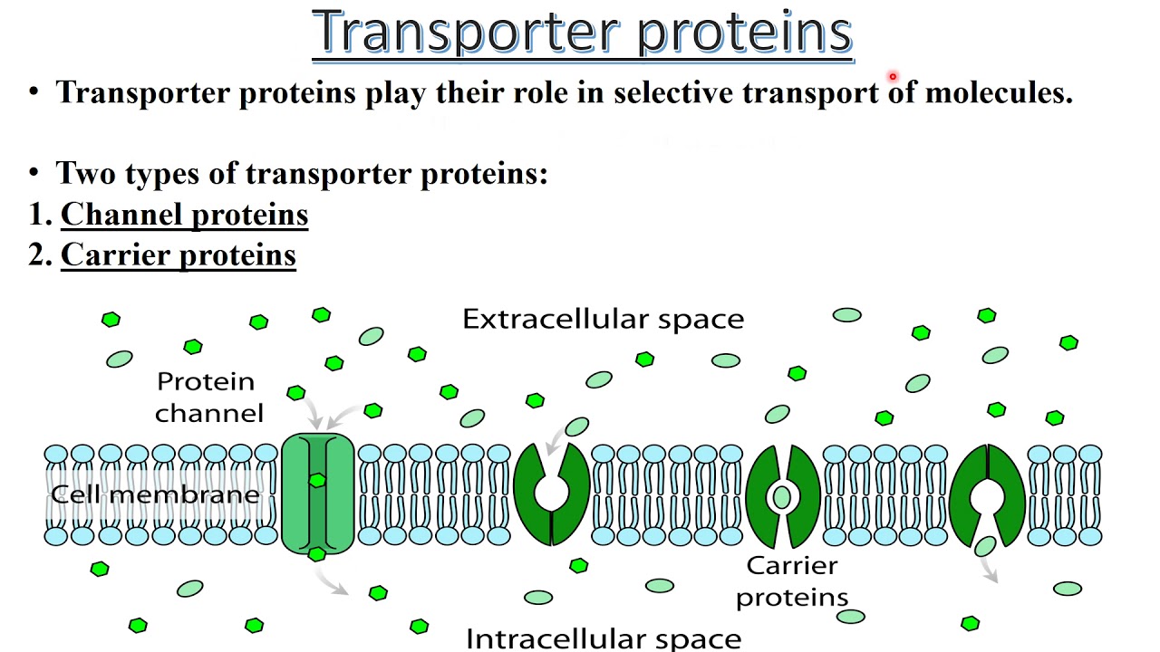 <p><span style="background-color: transparent;">is a specialized protein that moves substances like ions, molecules, and other macromolecules across cell membranes</span></p>