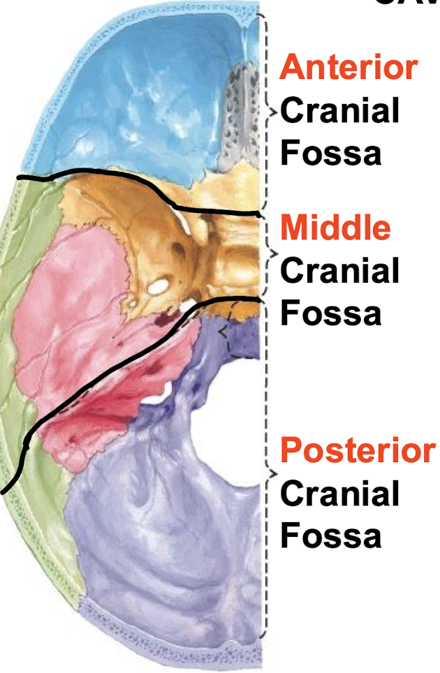 <p>Name the floors of the cranial cavity</p>