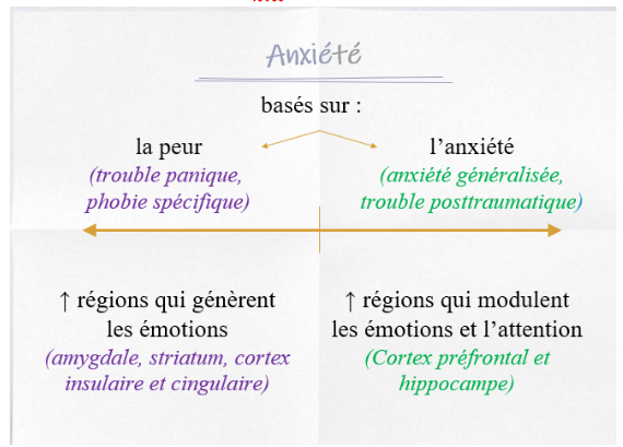 <ul><li><p>Qu’arrive-t-il lorsque le système limbique est perturbé?</p><ul><li><p>Anxiété</p></li><li><p>Impulsivité</p></li><li><p>Manque de motivation (symtpôme de dépression)</p></li></ul></li><li><p>Exemple de l’anxiété : </p><ul><li><p>Voir image </p></li></ul></li><li><p>Exemple de la dépression : </p><ul><li><p>Perturbation de plusieurs aires cérébrales en termes de métabolisme, de volume, d’épaisseur corticale et de connectivité, dont : cortex préfrontal, hippocampe, amygdale, gyrus cingulaire </p></li><li><p>Perturbation des NT dont : baisse/manque de sérotonine</p></li><li><p>Selon vidéo, point commun : antidépresseurs permettent d’augmenter sérotonine </p></li><li><p>Selon des études récentes, ce n’est pas la baisse de sérotonine qui amène la dépression. Quels sont les impacts sur le plan clinique, mais aussi sur les personnes aux prises avec une dépression? Effet = remise en question des antidépresseurs et de leur effet, pt pas les offrir en premier, pt plus offrir psychothérapies en premier </p></li></ul></li></ul><p></p>