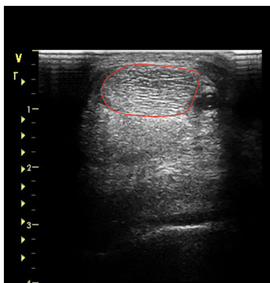 <p>what is the red circling?</p>
