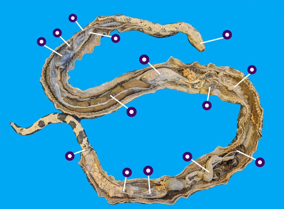 <p>identify the structures of this embalmed species</p>