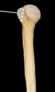 <p>Humerus, medial view, right side</p>