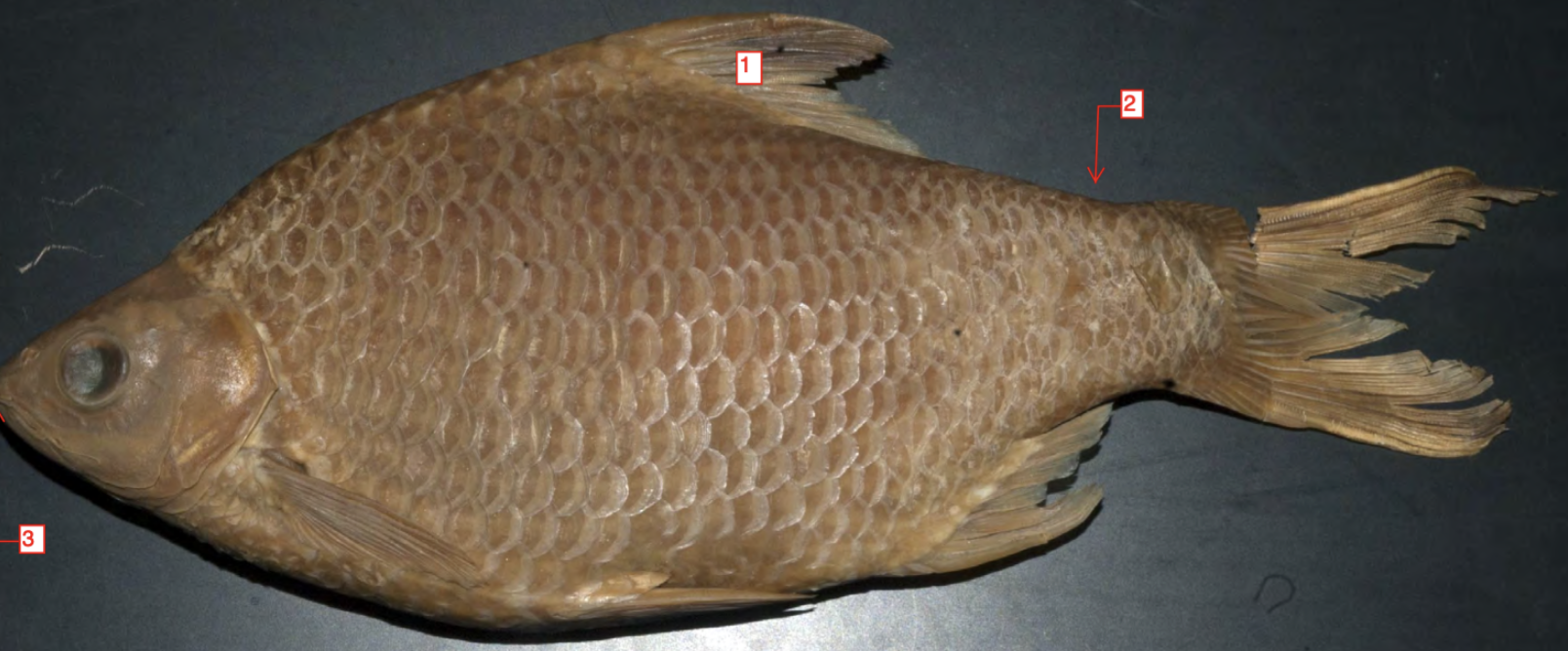 <p>&gt;</p>
