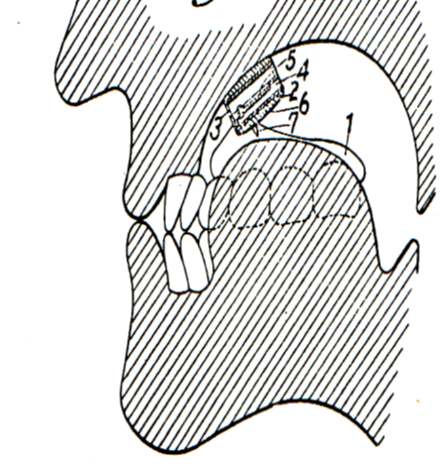 <p>Attached to upper palate/reed - pilot sound and sharp projections for pricking tongue</p>