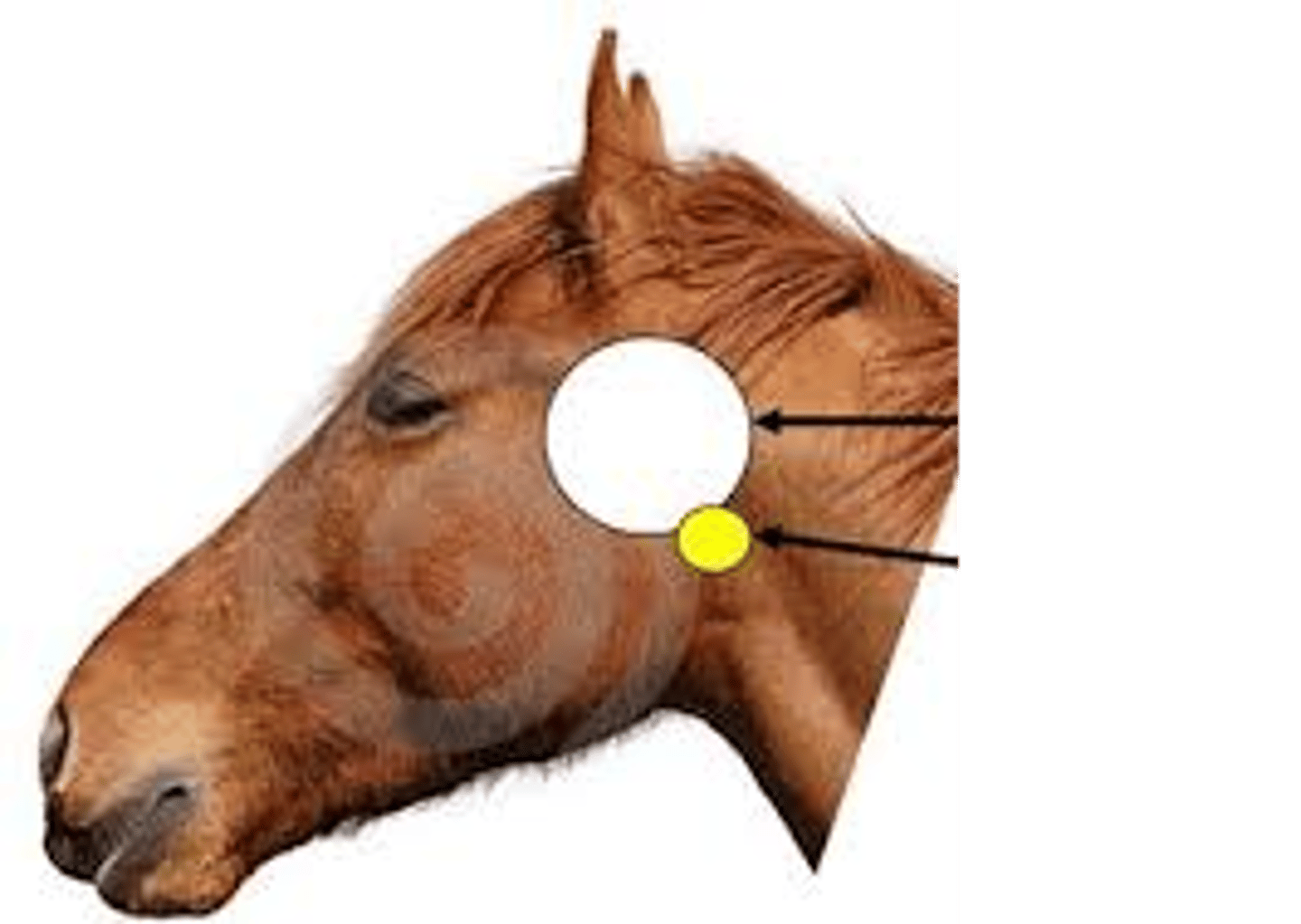 <p>white circle ?</p>