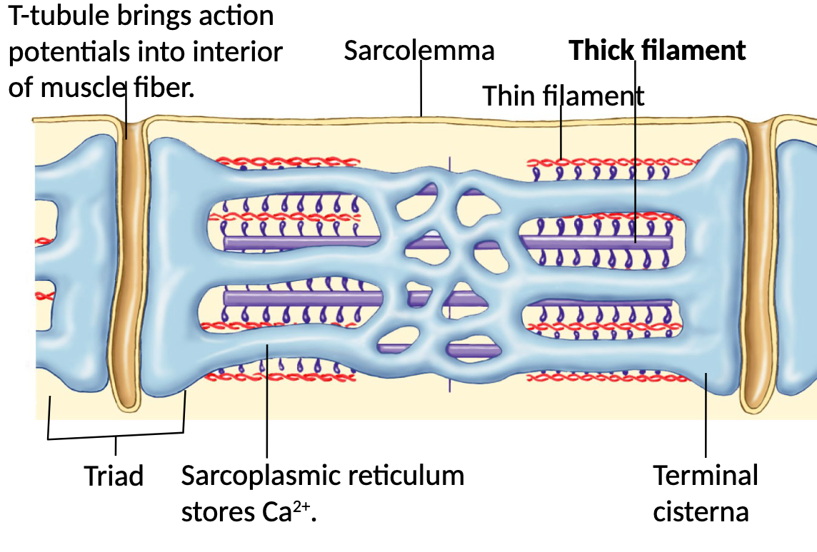 <p>T-tubles = bring action potentials into interior of muscle fibre</p><p>sarcoplasmic reticulum = stores Ca2+, nerves are brought close during contraction</p>