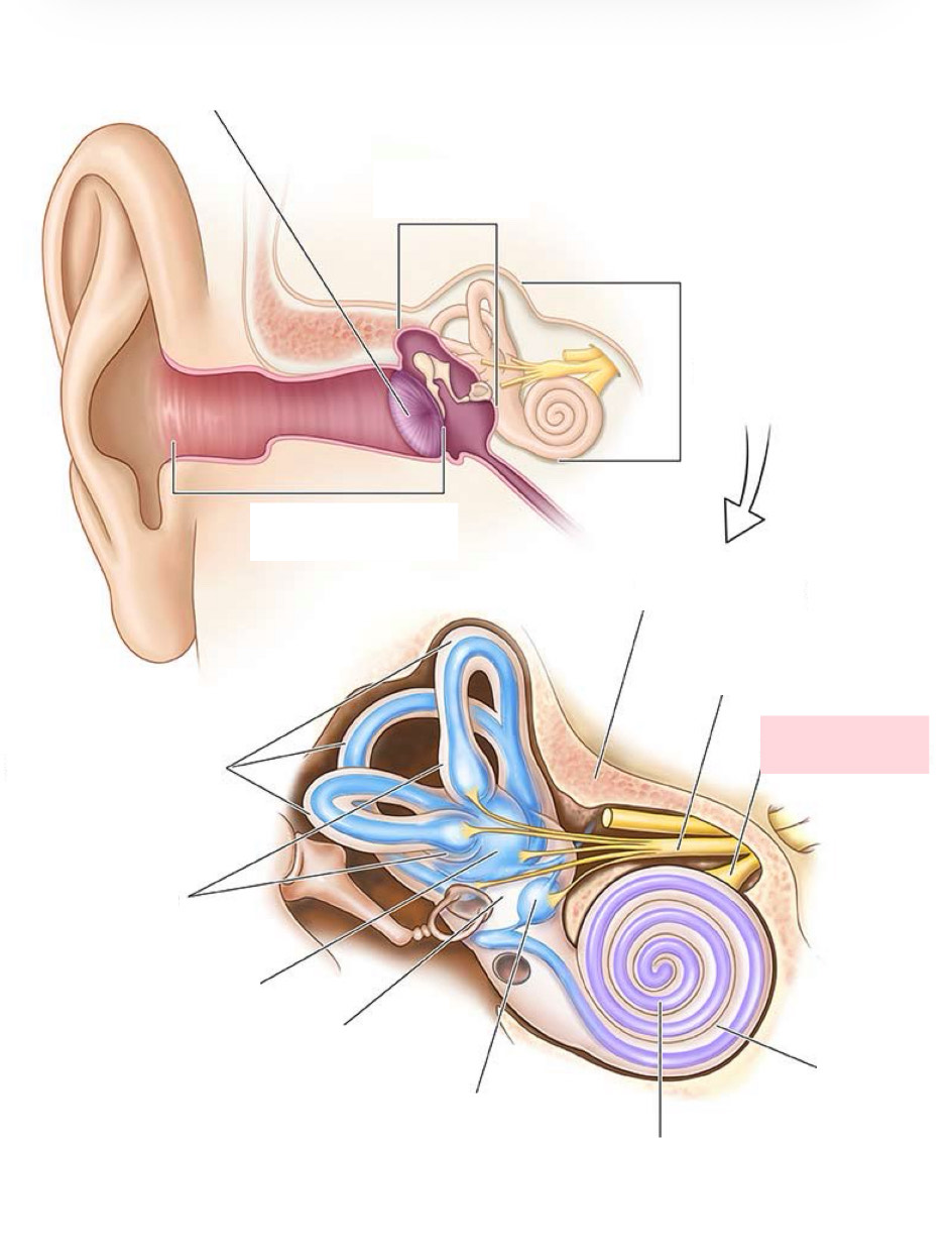 <p>Label the Diagram</p>