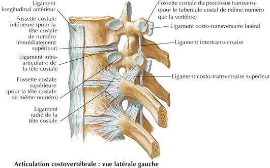 <ul><li><p>zygapophyse crâniale → regarde vers l&apos;arrière</p></li><li><p>zygapophyse caudale → regarde vers l&apos;avant</p></li><li><p>PE très long</p></li><li><p>chaque côte articulée avec 2 vertèbres qui vont s&apos;emboîter avec 2 corps vertébraux</p></li><li><p>vertèbres thoraciques articulées avec 2 côtes elles-mêmes irradiées par des ligaments radiés</p></li><li><p>2 lig tendues entre côte/processus transversaire : lig costo-transversaire sup/latéral</p></li></ul>