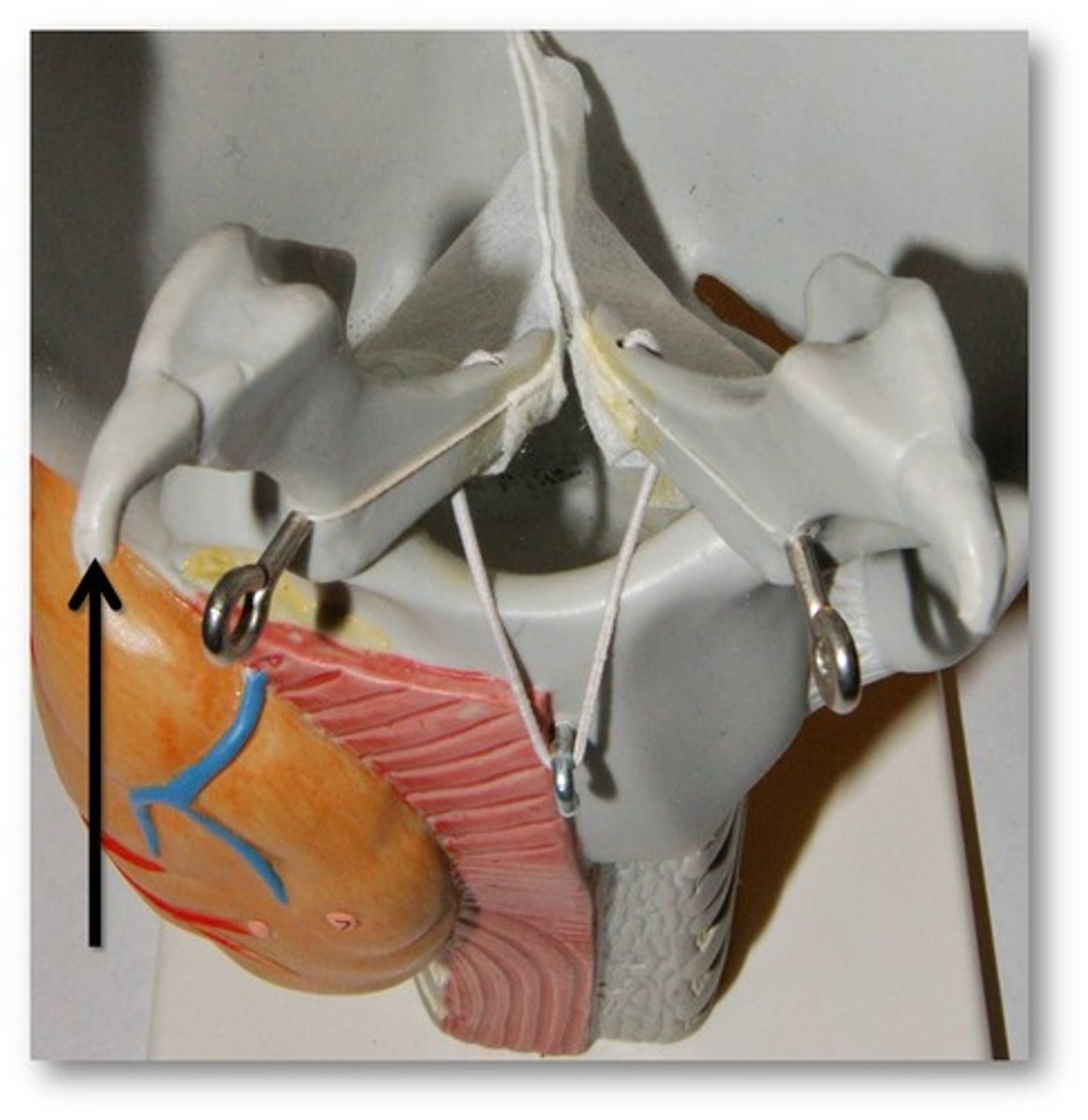knowt flashcard image