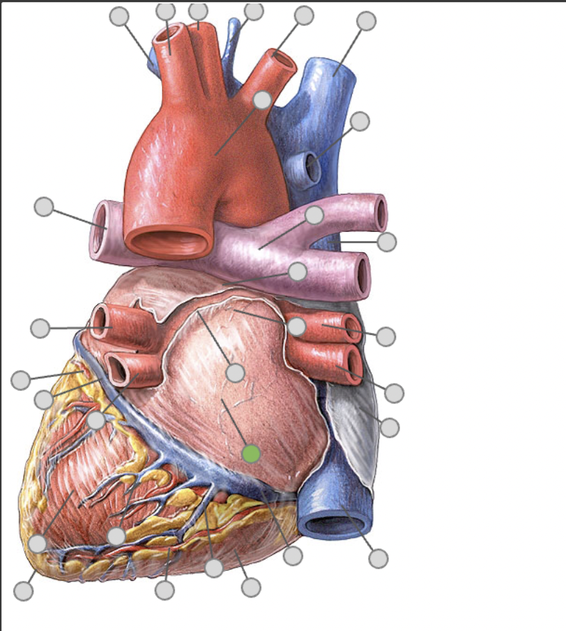 <p>posterior view of picture</p>