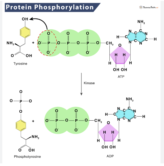 <ul><li><p>phosphate group attaches to -OH</p></li><li><p>activates or inactivates a protein </p></li></ul><p>associated with: (aa with -OH part of its R group) </p><ul><li><p>Serine, Threonine, Tyrosine </p></li></ul><p></p>