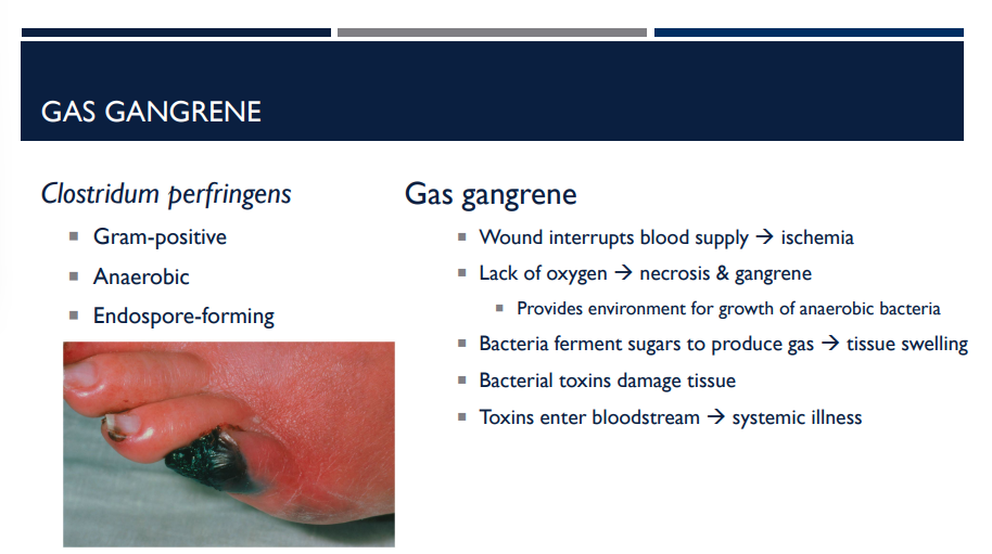<p>What is gas gangrene?</p>