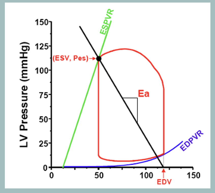 <ul><li><p><span>Measure of total peripheral resistance and is depicted as a line that extends from end-systolic pressure (Pes) to the end-diastolic volume</span></p></li><li><p><span>Changes in total peripheral resistance change the slope of EA. </span></p></li><li><p><span>If total peripheral resistance increases→ the slope of EA will increase. This causes the end-systolic pressure to shift to the right along the ESPVR as we would expect with an increase in afterload.</span></p></li><li><p><span>Conversely, the slope of EA will decrease with a decrease in total peripheral resistance</span></p></li><li><p><span>Changes in contractility and preload (end-diastolic volume) do not affect the slope of EA but will alter the intersection points of the line</span></p></li></ul><p></p>