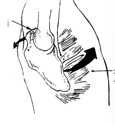 <p><span style="color: red;">SA active </span><span style="color: red;"><span>through </span></span><span style="color: red;">the FULL ROM of both ABD and FLX </span></p><ul><li><p>Upper fibers: resist <strong>downward pull of gravity</strong></p></li><li><p><u>Mid/low fibers:</u> <strong>stabilize medial border to the thorax and inferior scapular angle<em> </em></strong><em>(preventing winging and tipping)</em></p></li></ul><p></p>