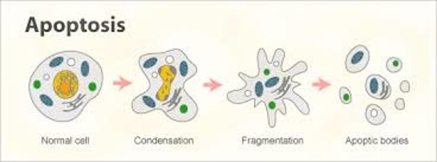 <p>controlled programmed cell death</p><p>membranes bleb</p>