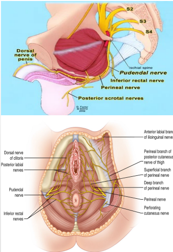 <p><strong>Nerves of the Pelvis/Perineum: Sacral Plexus</strong></p><p>-Pelvic ___________ nerves</p><p>-Motor (visceral) Function → stimulate __________, bladder _________; inhibitory to internal urethral sphincter</p><p>-Sensory (visceral) Function → pain from cervix and possibly _________ and proximal urethra</p>