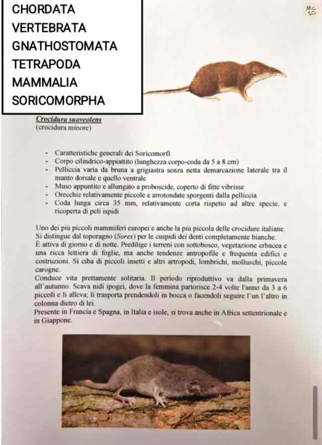 <p>Cordati</p><p>Vertebrati</p><p>Gnatostomi</p><p>Tetrapodi</p><p>Mammalia</p><p>Soricomorpha</p><p>Crocidura suaveolens (crocidura minore)</p>