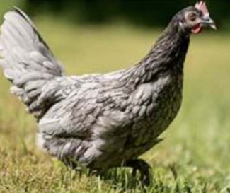 <p>Andalusian Chicken</p>